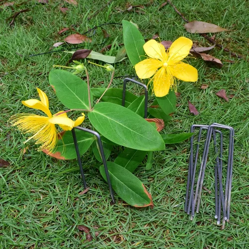 Miniatura 5 de MySit Paquete de 100 grapas de jardín de 6 pulgadas, estacas de jardín, grapas de tela para malezas, resistentes calibre 11 (0.118 pulgadas), Negro