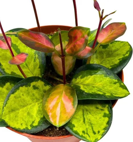 Miniatura 5 de BubbleBlooms Hoya Australis abigarrada, Lisa tricolor, planta viva limitada muy rara, en maceta de 4 pulgadas