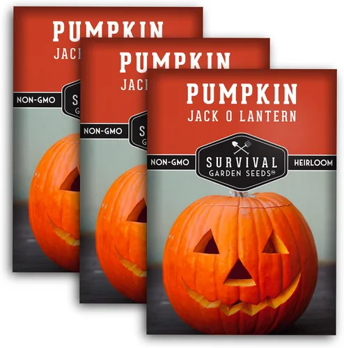 Survival Garden Seeds - Semillas de calabaza Jack-O-Lantern para plantar - 3 paquetes con instrucciones para plantar y cultivar calabazas talladas