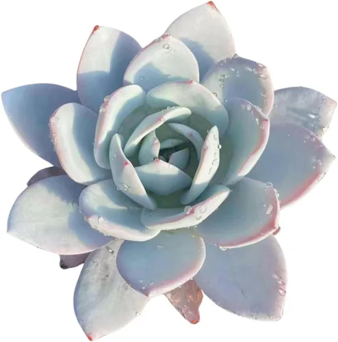 Miniatura 18 de Echeveria Agavoides Ebony - Suculenta viva - 2.5 pulgadas - Tolerante a la sequía, bajo mantenimiento, ideal para interiores y exteriores, Echeveria
