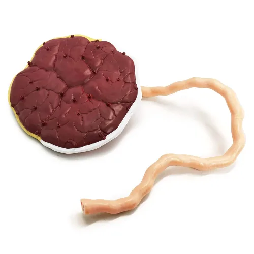 Miniatura 5 de Modelo anatómico del cordón umbilical de placenta, modelo de placenta del cordón umbilical de tamaño real con venas, estructura de tejido