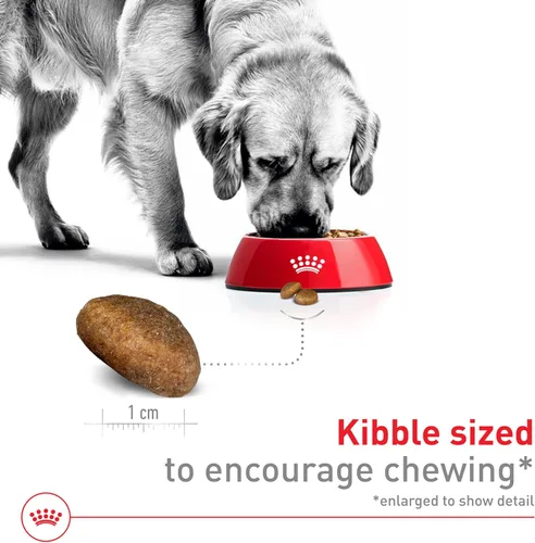 Miniatura 3 de Royal Canin Size Health Nutrition Alimento Seco para Perros Adultos de Raza Grande, Bolsa de 30 lb