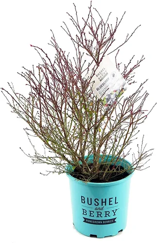 Miniatura 3 de Bushel and Berry - Vaccinium cor. Glaseado de arándano, glaseado mora