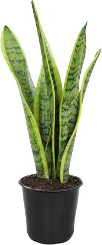 Miniatura 9 de Planta de serpiente viva, Sansevieria trifasciata Laurentii, Planta de interior completamente arraigada en maceta, Planta de sansevieria lengua