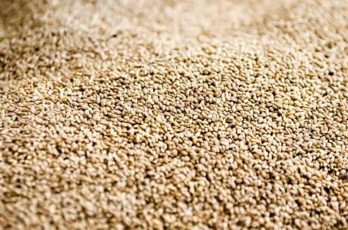 Miniatura 2 de Climax Timothy - Semillas de hierba para plantar, cultivo de cobertura, hierba de heno, ciervos, semillas de parcela de alimentos para vida