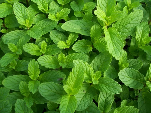 Miniatura 8 de Semillas Menta Menta Mentha Hierbas Medicinales Jardín para Plantar No GMO 1000 Semillas
