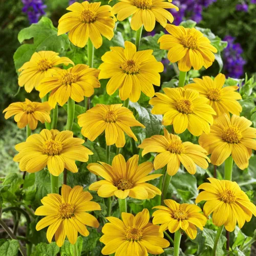 Miniatura 7 de Outsidepride Yellow Torch - Semillas de girasol mexicano – 500 piezas anuales, fáciles de cultivar, semillas de flores amarillas Tithonia Speciosa