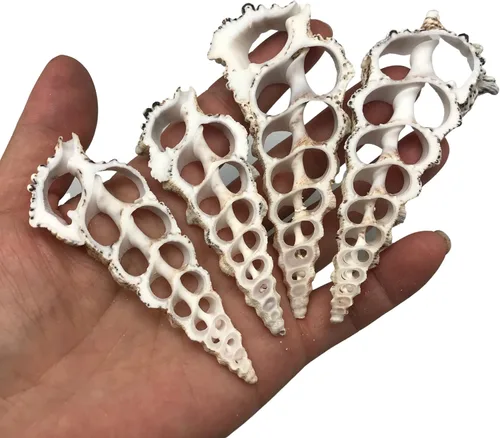 Miniatura 15 de PEPPERLONELY 20 piezas de estrombo de corte central Canarium Sea Shells, 2 pulgadas ~ 2-1/2 pulgadas