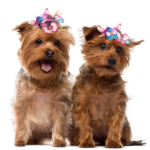 Miniatura 6 de Boao 18 piezas de pinzas para el cabello con brillo y diseño de mariposa para niñas, adolescentes y mujeres, accesorios para el cabello