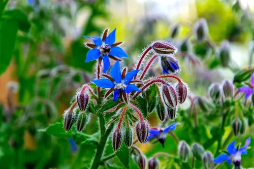 Miniatura 2 de 200 semillas de borraja - Flor de estrella - Semillas de flores silvestres polinizadas abiertas sin OMG - Borago officinalis