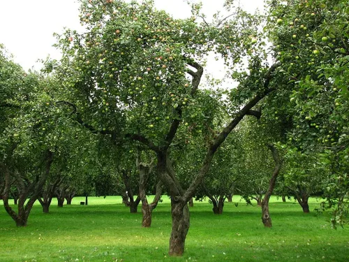 Miniatura 5 de Fuji Apple Tree - Cultiva fruta fresca - Planta viva enviada 3 pies de alto por DAS Farms