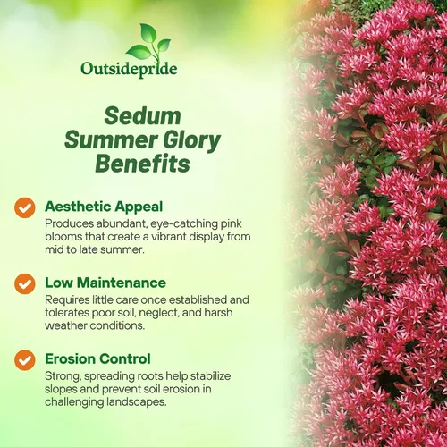 Miniatura 3 de Outsidepride Summer Glory Semillas Sedum - 1000 semillas perennes de cobertura del suelo para plantar, plantas suculentas resistentes al frío