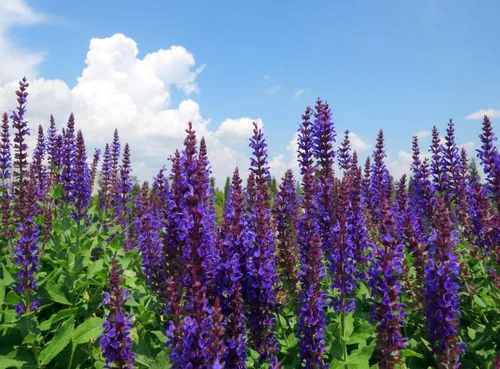 Miniatura 3 de Seeds Garden Sage Medicinal - Salvia Officinalis - Tulasi de interior - Hierbas tradicionales - Sin OMG