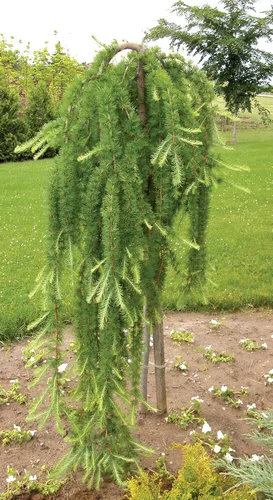 Miniatura 2 de 1233-Semillas de alerce llorón enano (Larix Decidua 'Pendula') de Robsrareandgiantseeds UPC0764425789161 Sin OMG, orgánico, cultivador de EE. UU.