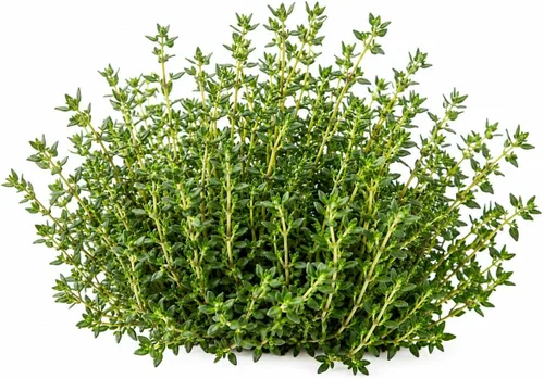 Semillas de tomillo alemán de invierno para plantar, semillas de hierbas perennes resistentes al frío, tomillo culinario sin OMG para jardines,