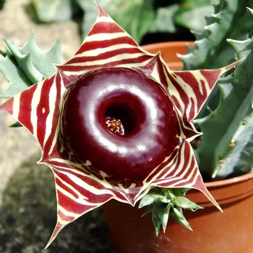 Lifesaver Zebrina Cactus Estrella de Mar, Planta de Cactus, Cactus Rastrero Suculento Bien Enraizado en Maceta de 2", Planta de Interior Ornamental