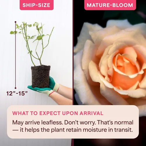 Miniatura 2 de Heirloom Roses Planta de rosas - Aliento de vida Albaricoque Rosal, rosas trepadoras, planta viva para plantar al aire libre