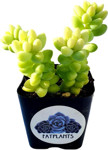 Miniatura 3 de Fat Plants - Colección de suculentas colgantes