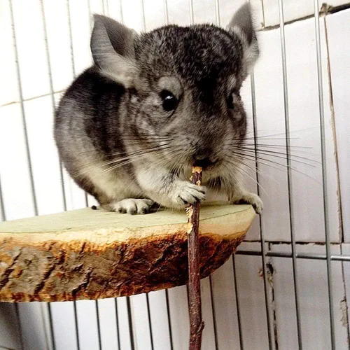 Miniatura 5 de William Craft Palitos de manzana de 8.82 oz, animales pequeños, juguetes de madera molar para conejos, chinchillas, conejillo de indias, hámster