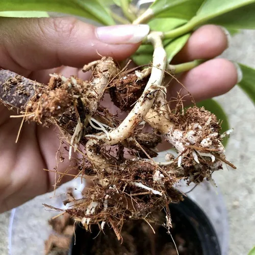 Miniatura 6 de Mezcla de tierra para macetas Noot para plantas de interior y de casa – 1 galón – Orquídea, suculenta, cactus, aroid, planta de casa, Monstera