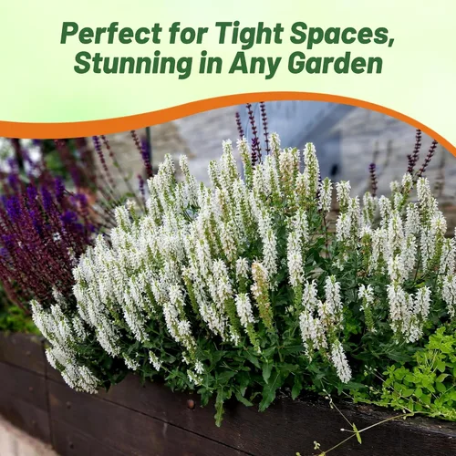 Miniatura 6 de Outsidepride White Victory Semillas de Salvia – 1000 piezas de semillas de salvia perennes, compactas, de floración pesada y tolerantes a la sequía