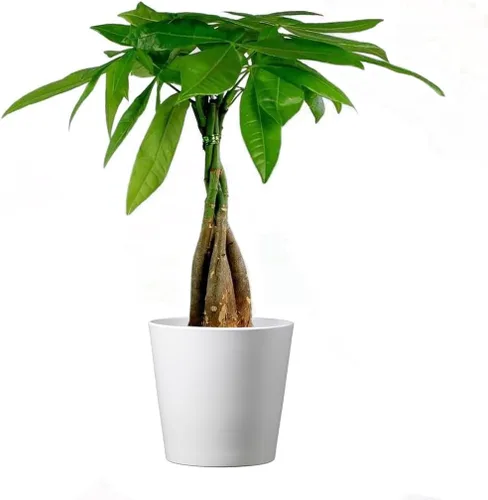 American Plant Exchange - Árbol del dinero, planta viva fácil de cuidar, maceta de 4 pulgadas, planta de 1.5 pies de alto, para interiores o