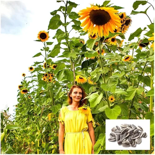 Skyscraper Semillas de girasol para plantar | 100 semillas | Semillas de jardín raras y exóticas | Enormes 15-20 pies de altura con girasoles