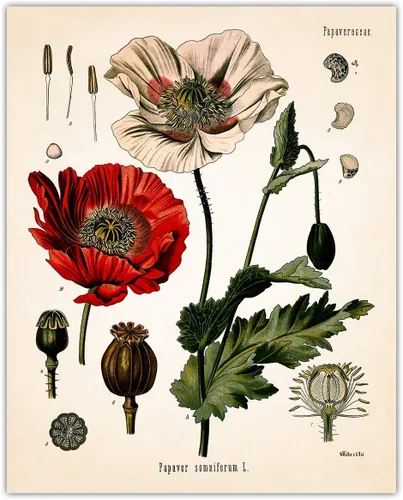 Póster de amapola vintage de opio: arte de pared botánico de granja, impresiones de decoración de flores bohemias, fotos florales estéticas,