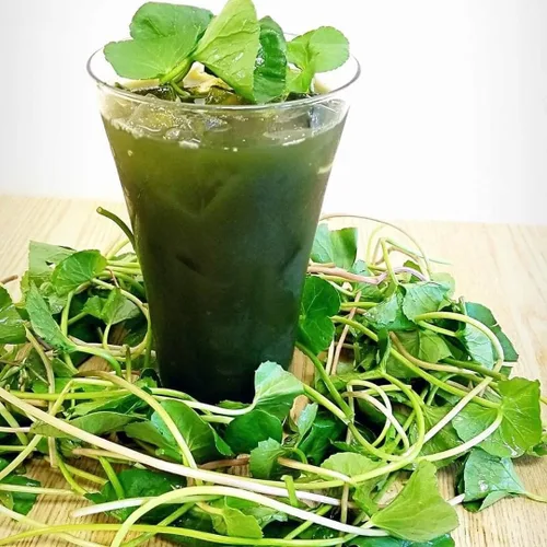 500 semillas verdes de Gotu Kola - Hat Rau Ma - Semilla de hoja grande Centella asiática Vegetal Indian Pennywort | Sin OMG | Orgánico | Heirloom