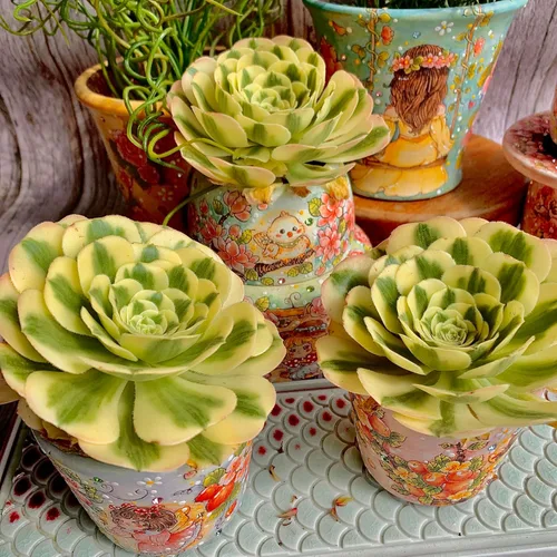 Aeonium Maibakh - Kit de suculentas con maceta de plástico, planta viva de 3 pulgadas, tierra comprimida y guía, para escritorio de jardín y oficina