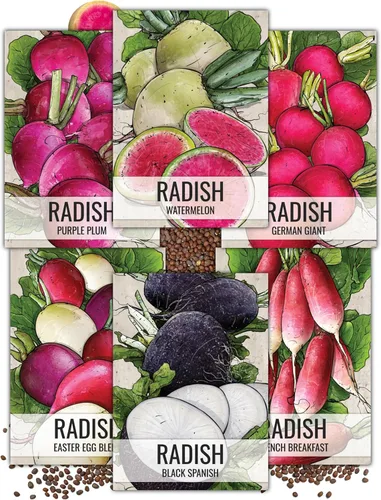 Seed Needs, Colección de paquetes de semillas de rábano multicolor (6 variedades individuales de semillas de rábano para plantar) sin OMG y sin