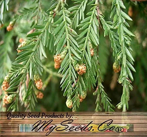 Miniatura 4 de Big Pack Landscape Seeds - Semillas de árbol de secoya de California - Sequoia sempervirens por MySeeds.Co (paquete grande California Redwood)