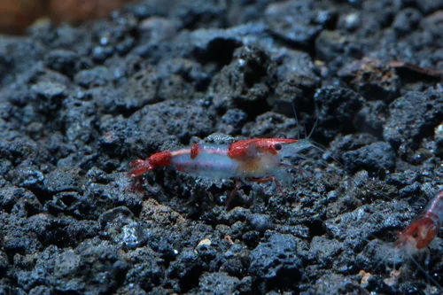 Miniatura 8 de Camarones vivos de acuario de agua dulce - Neocaridina (Carbon Rili, 10 unidades)