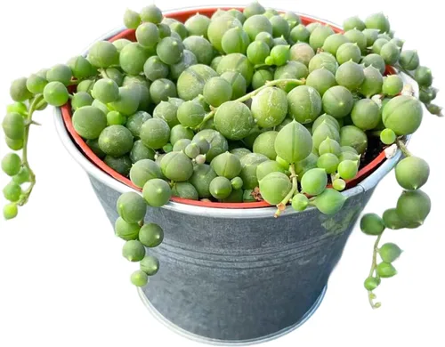 Miniatura 7 de Cadena de perlas de 4 pulgadas con maceta de rayas verdes, planta suculenta viva para el hogar, oficina, boda, decoración colgante, proyectos