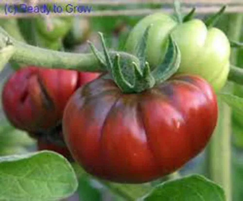 Miniatura 2 de Tomate, negro de TULA, reliquia, 100 semillas, tomate negro más grande - sabroso