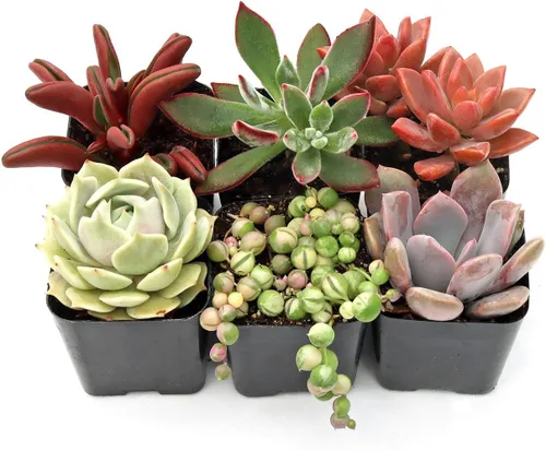 Mountain Crest Gardens Sweetheart - Paquete variado de suculentas, 6 plantas vivas en macetas de 2 pulgadas, rosetas, arrastradas y verticales,