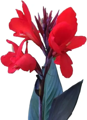 Votaniki Black Knight - Tubérculo de rizoma de cana, tubérculo de flor de lirio de cana, para plantar, flores perennes, de larga duración, fácil de