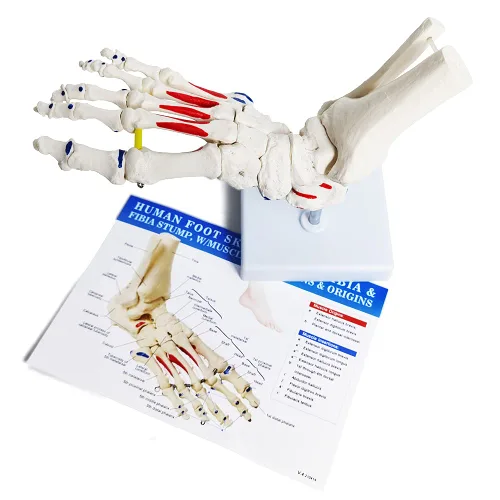 Miniatura 7 de Modelo de esqueleto de pie en elástico, con muñón tibia-peroné ensartado elástico inserciones musculares y orígenes, molde natural para una