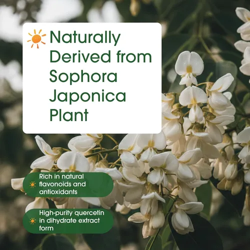 Miniatura 6 de NatureBell Quercetina 500mg - 300 Cápsulas - Suplemento ultra fuerte para un apoyo inmunológico saludable* - Dihidrato de Sophora Japonica