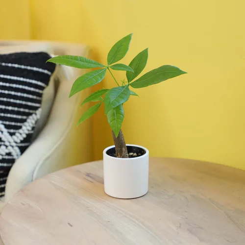 Miniatura 6 de Altman Plants, Planta de Árbol del Dinero Viva, Árbol del Dinero Pachira Aquatica, Árbol del Dinero Feng Shui Pachira Aquatica, Planta Pachira Árbol