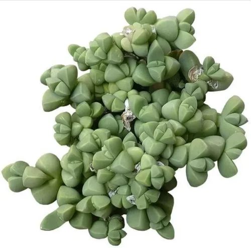 Miniatura 11 de Adenium Obesum - Rosa del desierto de 4 pulgadas, suculenta saludable, rara e inusual, viva de fácil cuidado, planta interior de casa, totalmente