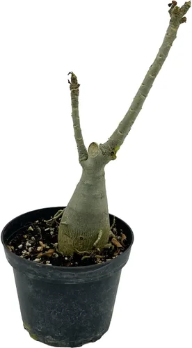 Miniatura 4 de ragnaroc Suculentas vivas – Rosa del desierto Adenium Obesum 15-25 cm de altura en maceta de 10 cm - 1 unidad - El color al florecer puede ser rosa