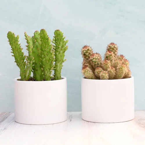 Miniatura 4 de Suculentas vivas en macetas - Plantas suculentas vivas en macetas (colección Echeveria)