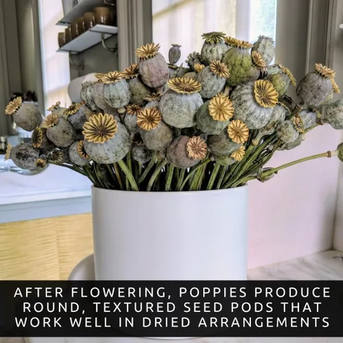 Miniatura 4 de Amapolas Exóticas Variedades de Semillas de Amapola El Gigante (500 Semillas) Papaver Somniferum