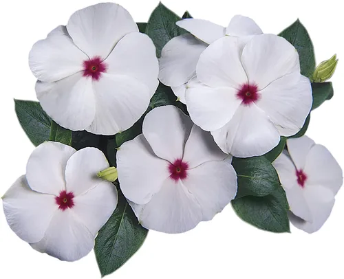 Miniatura 2 de Park Seed Semillas de plantas de flores de Vinca, fáciles de cultivar, perfectas para jardín de primavera, lunares de mega floración, paquete de 15