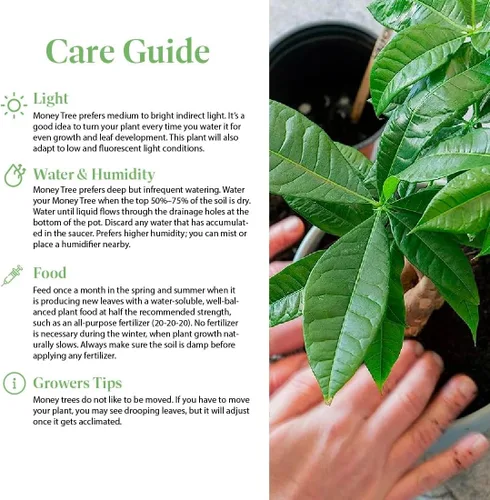 Miniatura 4 de American Plant Exchange - Árbol del dinero, planta viva fácil de cuidar, maceta de 4 pulgadas, planta de 1.5 pies de alto, para interiores