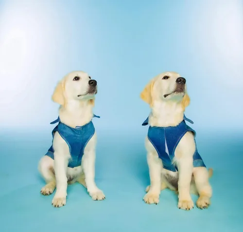 Miniatura 4 de Dolly Doggy Parton - Chaqueta de mezclilla azul con cuello para perros, ropa para perros