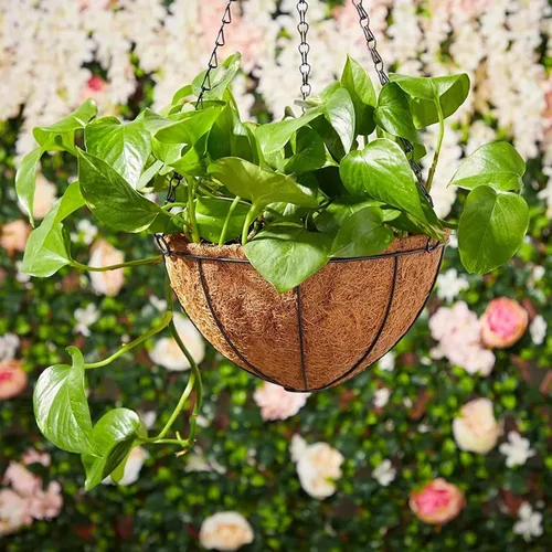 Miniatura 7 de LCHUANG Cestas colgantes para plantas, paquete de 2 cestas de metal de 10 pulgadas con forro de fibra de coco, macetas colgantes para exteriores
