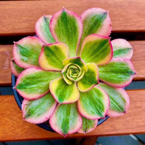 Miniatura 7 de Planta Aeonium de fácil cuidado en maceta viva de 4 pulgadas, plantas suculentas raras vivas, bien enraizadas, plantas de interior de fácil cuidado