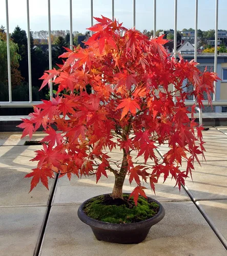 Miniatura 2 de Semillas de árbol de bonsái de arce rojo japonés Más de 30 semillas Muy apreciadas para bonsái, semillas de árbol de arce japonés